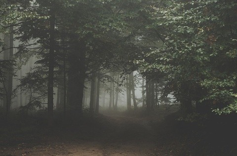forest-1031022_640