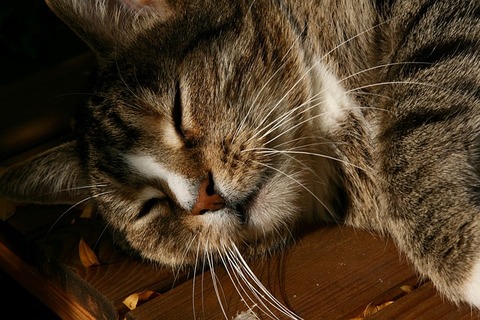cat-3819264_640