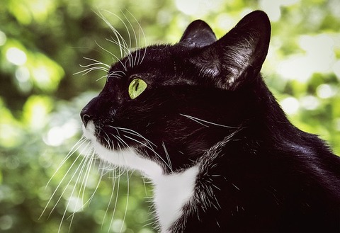 cat-3577855_640