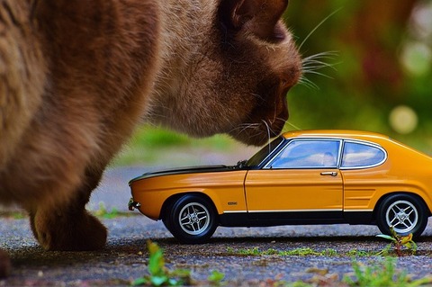 cat-790633_640