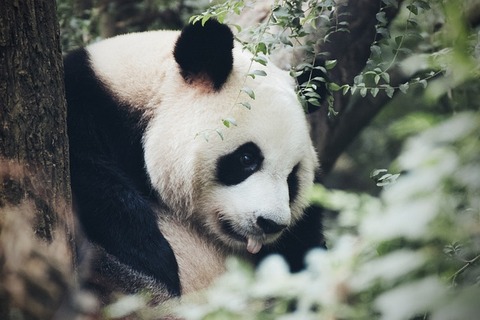 panda-4478089_640