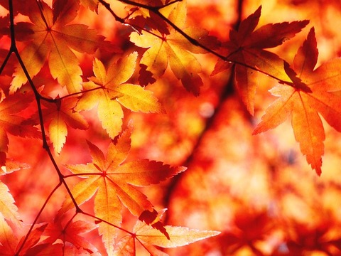 autumnal-leaves-1352107_640