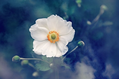 anemone-3616880_640