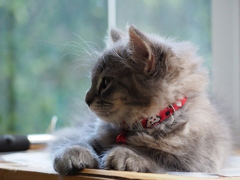 cat-2209109_640