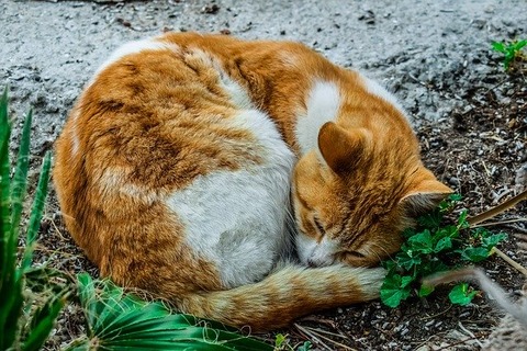 cat-3254571_640