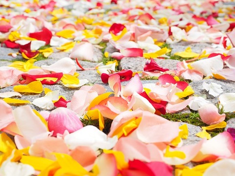 rose-petals-693570_640