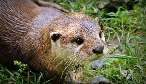 otter-1438381_640