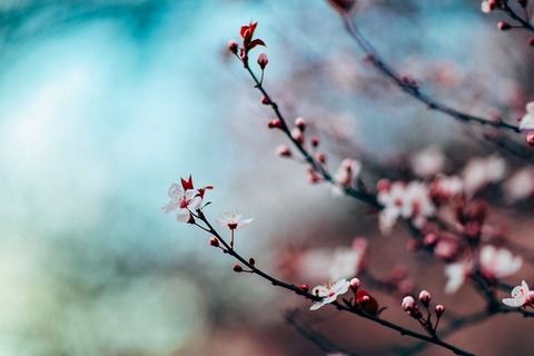 cherry-blossom-1209577_640