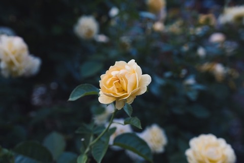 benjamin-massello-GcNA-WX8SQg-unsplash