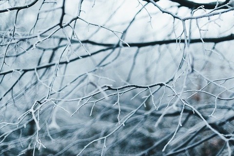 branches-2178684_640