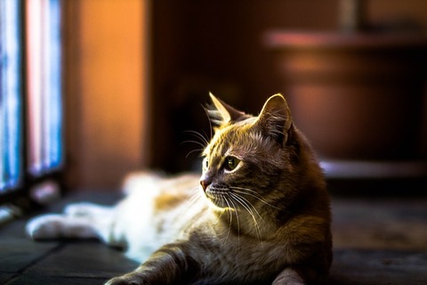 cat-140305_640