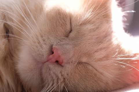 mackenzie-marco-bPsdSbxrvc8-unsplash