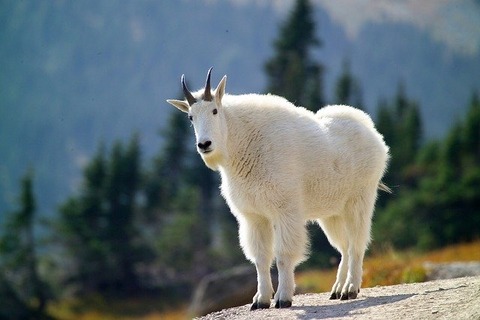 mountain-goat-3917628_640