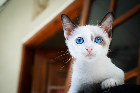 adorable-1866475_640