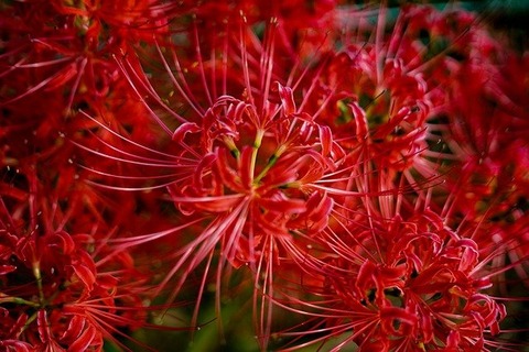 amaryllis-g2a97f1c2b_640