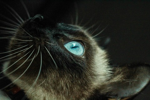 carol-petri-MiaEop5bnqQ-unsplash