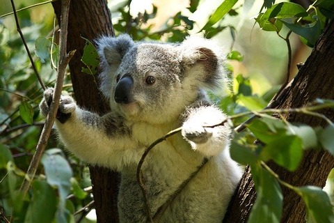 koala-74908_640