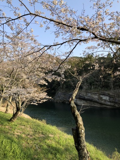 20190406 new castle city sakurabuchi park (2)