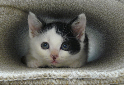 ねこ