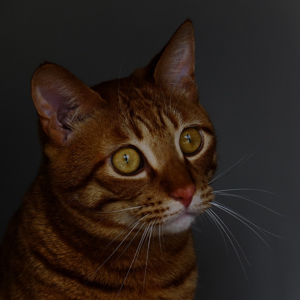 茶トラの虎之助 1歳4ヶ月 体重6000グラム その97 18 01 29 Cat Lover Members Club 家猫と一緒 茶トラの虎之助