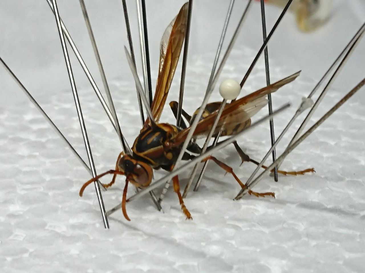 アシナガバチ ゲットぉ グロ画像 注意 ゲーテル のリアル フィギュア造形日記