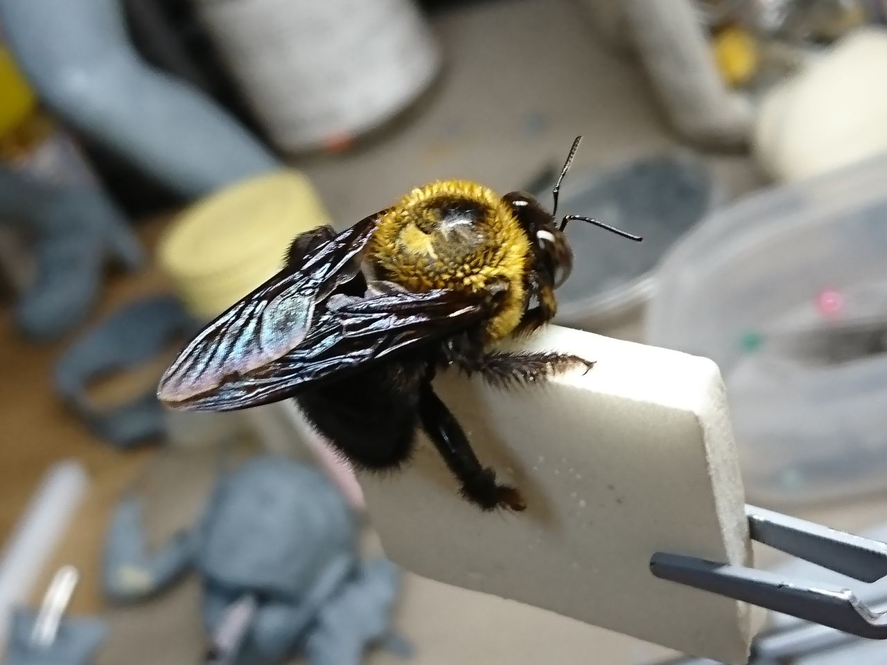 昆虫すごいぜ クマバチ編 ゲーテル のリアル フィギュア造形日記