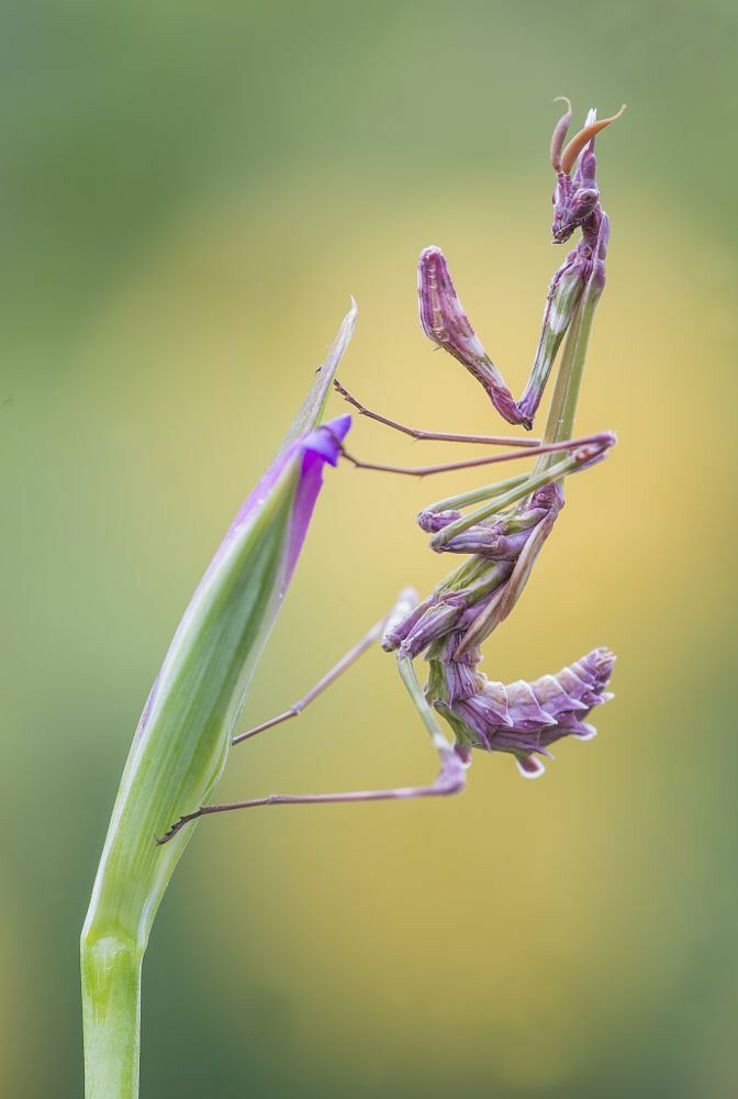 Enpusa pennata アフリカ産 初令幼虫 エンプーサペンナータ エサ付き