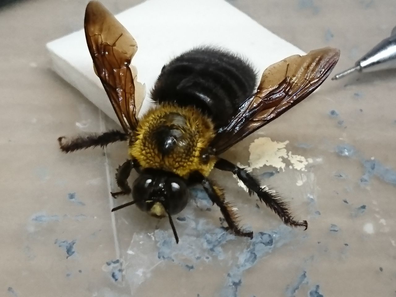 昆虫すごいぜ クマバチ編 ゲーテル のリアル フィギュア造形日記