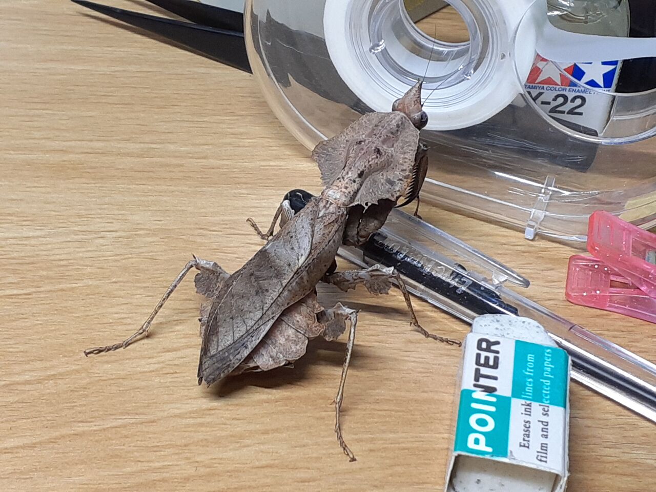 ゲーテル。のリアル・フィギュア造形日記
マオウカレハカマキリの標本(※グロ画像注意) Parablepharis kuhlii kuhlii
コメント ゲーテル。