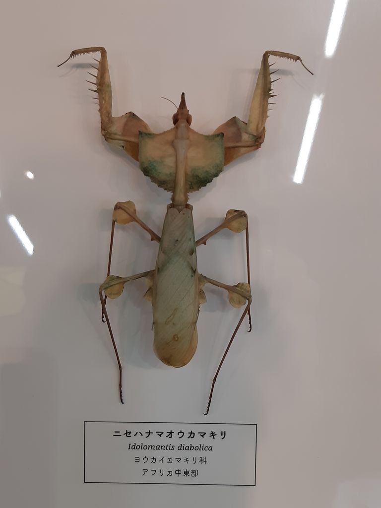 ニセハナマオウ カマキリ オス6齢(亜終齢)1匹