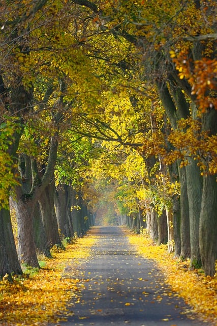 autumn-7562289_640