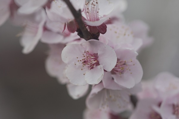 plum-blossom-g0cbded7aa_1280
