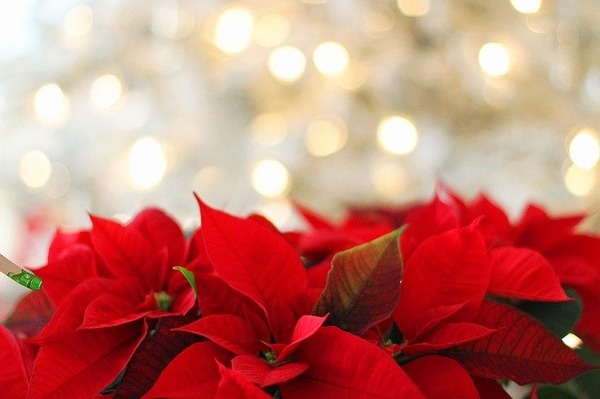 poinsettia-3024434_640