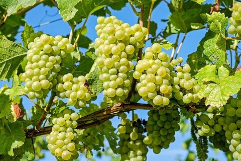 grapes-2656259_640