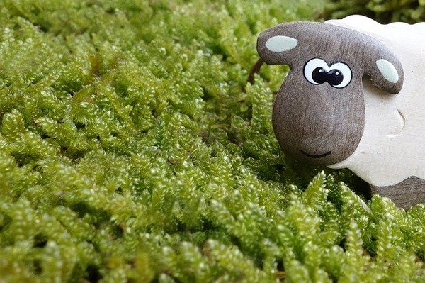 sheep-453812_640