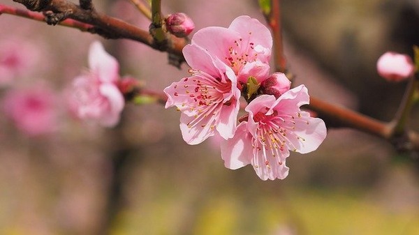 nature-3238564_640 (1)