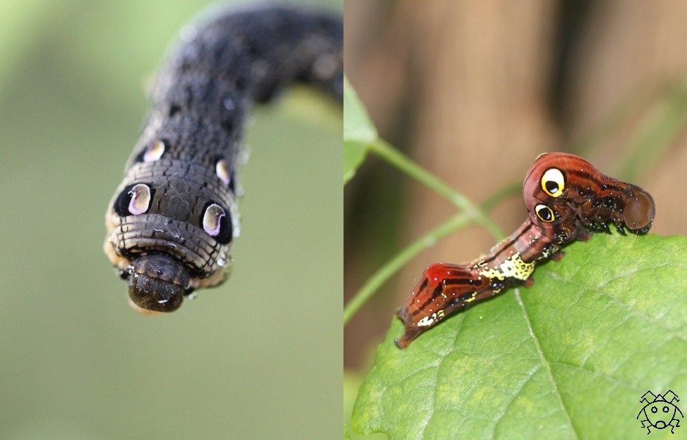 擬態のよもやま話 ちょっとだけ不思議な昆虫の世界 ３