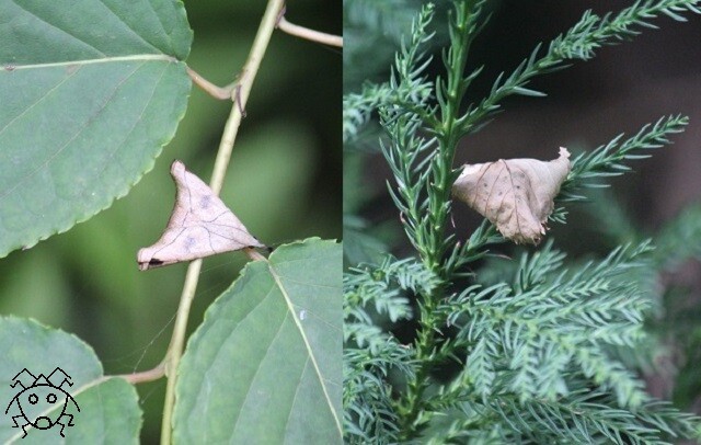 新春大クイズ大会 どっちが虫 上級編 ちょっとだけ不思議な昆虫の世界 3 新春大クイズ大会 どっちが虫 上級編 ちょっとだけ不思議な昆虫の世界 3