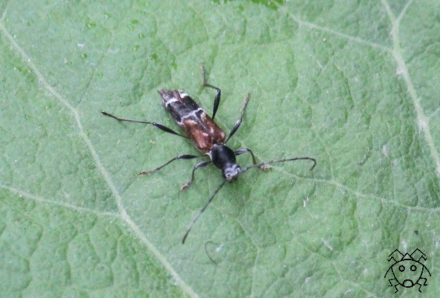 ちょっとだけ珍しい害虫（！） スギノアカネトラカミキリ : ちょっと