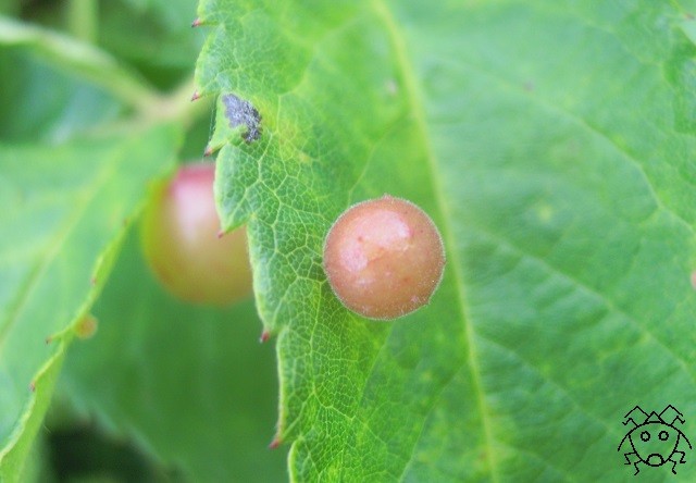 これは自然のイタズラではない バラハタマフシ ちょっとだけ不思議な昆虫の世界 ３