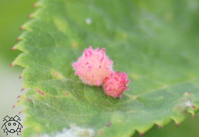 これは自然のイタズラではない バラハタマフシ ちょっとだけ不思議な昆虫の世界 ３