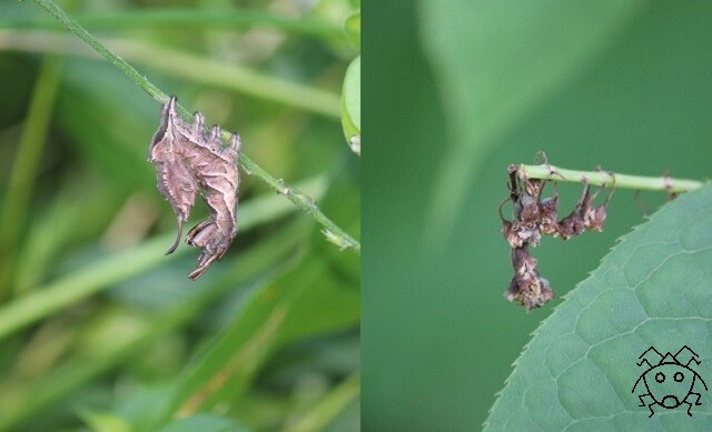 新春大クイズ大会 どっちが虫 上級編 ちょっとだけ不思議な昆虫の世界 3 新春大クイズ大会 どっちが虫 上級編 ちょっとだけ不思議な昆虫の世界 3