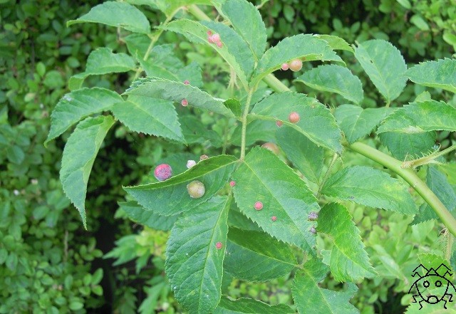 これは自然のイタズラではない バラハタマフシ ちょっとだけ不思議な昆虫の世界 ３