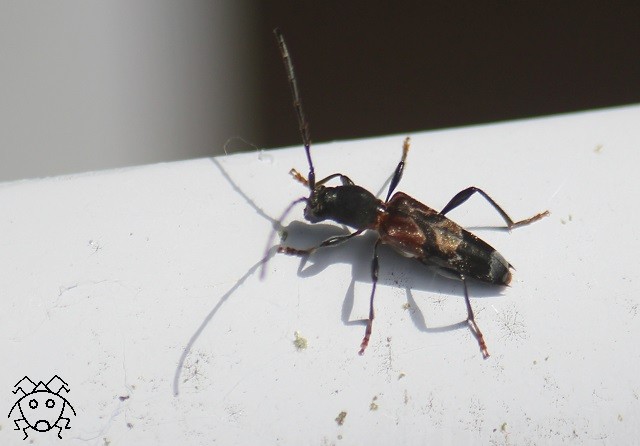 ちょっとだけ珍しい害虫（！） スギノアカネトラカミキリ : ちょっと