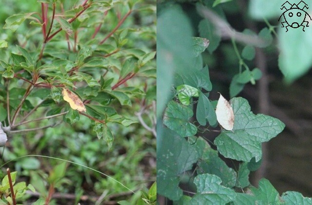 新春大クイズ大会 どっちが虫 中級編 ちょっとだけ不思議な昆虫の世界 ３