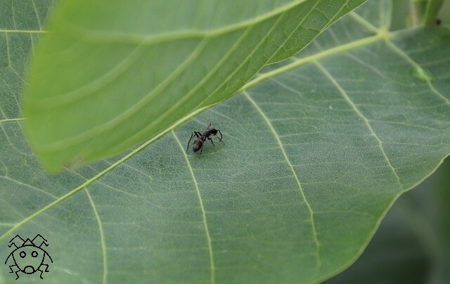 アリ擬態 ちょっとだけ不思議な昆虫の世界 ３
