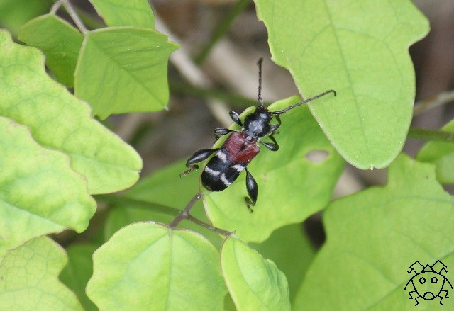 ちょっとだけ珍しい害虫（！） スギノアカネトラカミキリ : ちょっと