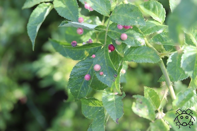 これは自然のイタズラではない バラハタマフシ ちょっとだけ不思議な昆虫の世界 ３