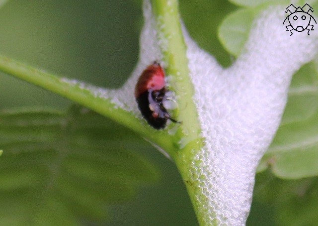葉っぱの白い泡 ちょっとだけ不思議な昆虫の世界 ３
