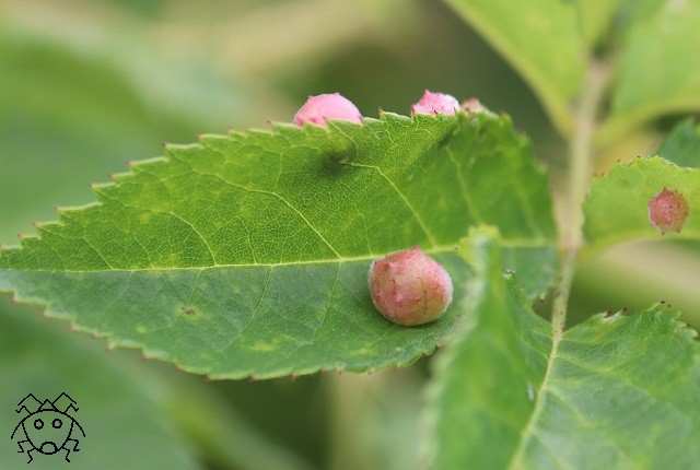 これは自然のイタズラではない バラハタマフシ ちょっとだけ不思議な昆虫の世界 ３